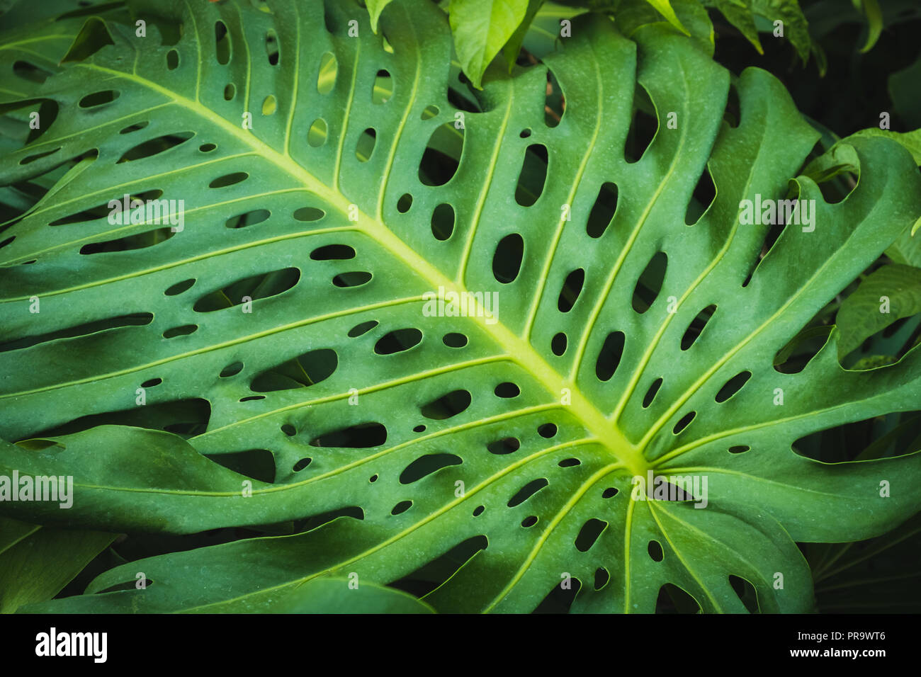 Philodendron Monstera - feuilles de plantes des forêts tropicales - Banque D'Images