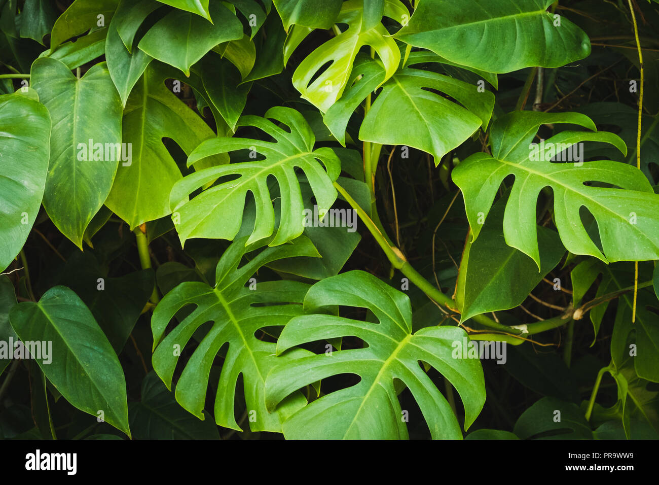 Philodendron Monstera - feuilles de plantes des forêts tropicales - Banque D'Images