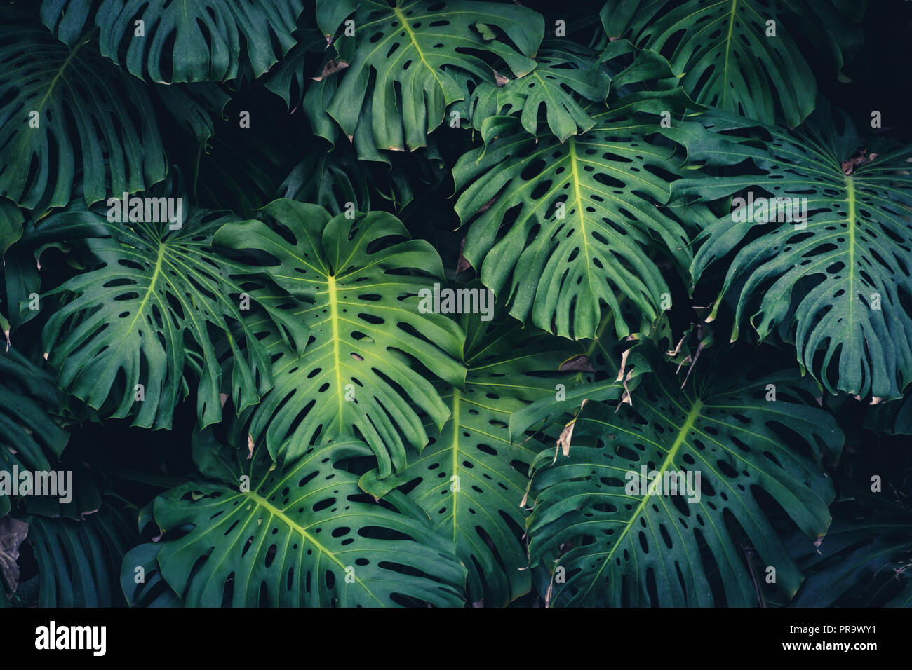 Philodendron Monstera - feuilles de plantes des forêts tropicales - Banque D'Images