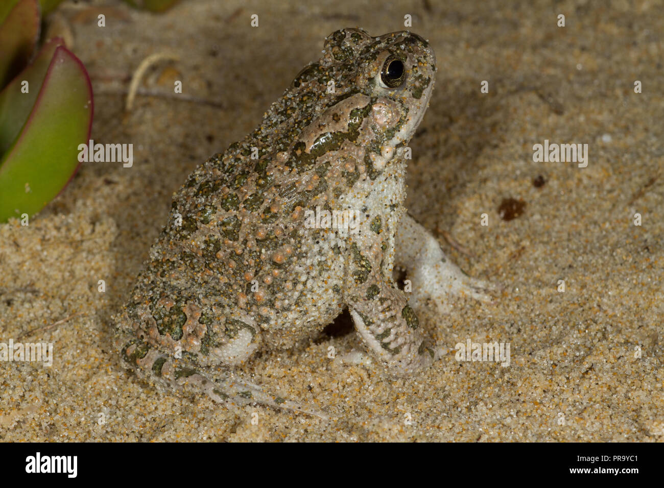 Grren.Toad Bufo viridis la Sardaigne. Italie Banque D'Images