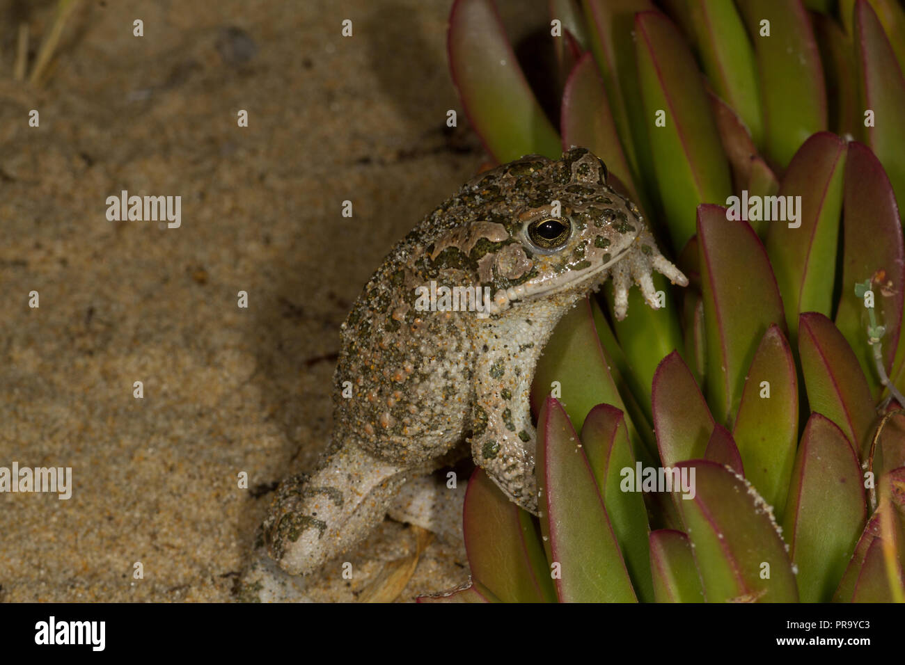 Grren.Toad Bufo viridis la Sardaigne. Italie Banque D'Images