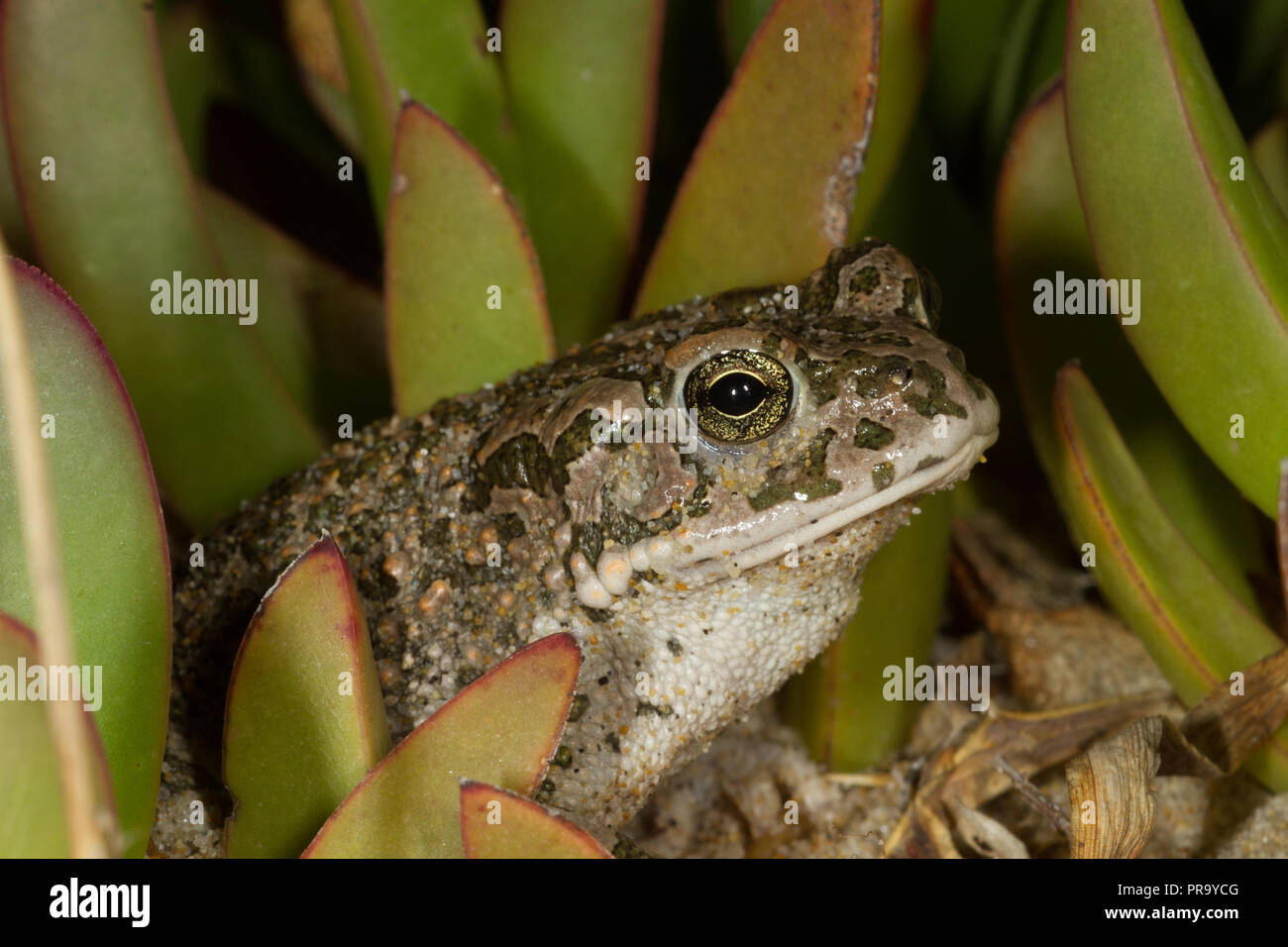 Crapaud vert Bufo viridis.La Sardaigne. Italie Banque D'Images