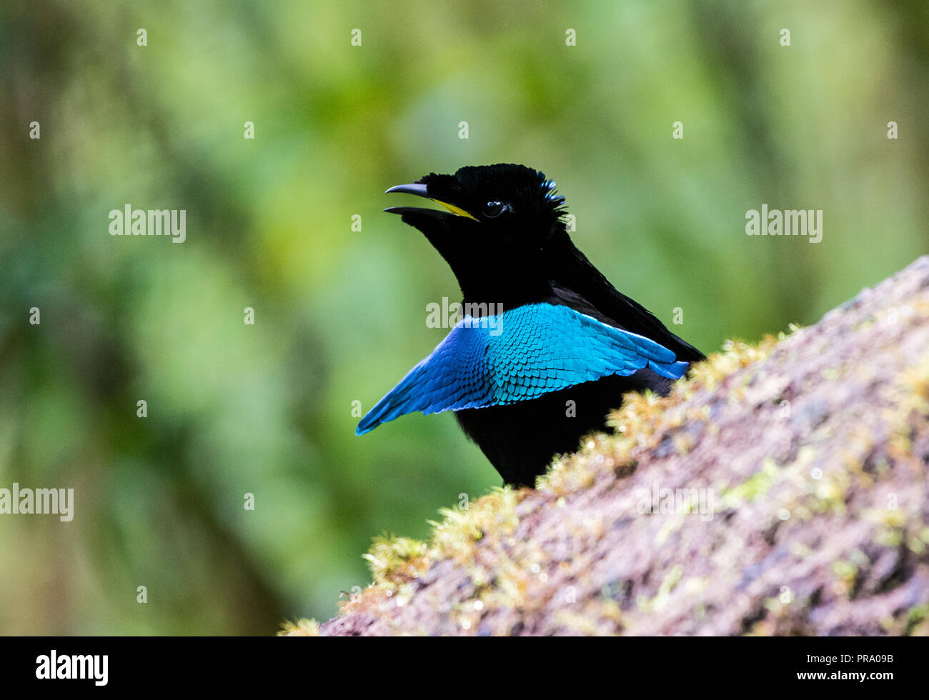 Homme Lophorina niedda, ou des superbes Vogelkop Bird-of-Paradise, dans une cour pour l'affichage. Syoubri, Arfak Mountain, en Papouasie occidentale, en Indonésie. Banque D'Images