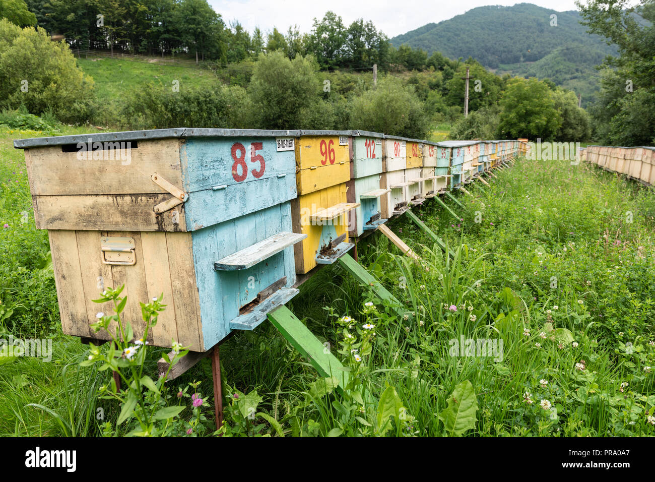 Groupe de ruches d'abeilles colorés dans un pré. Banque D'Images