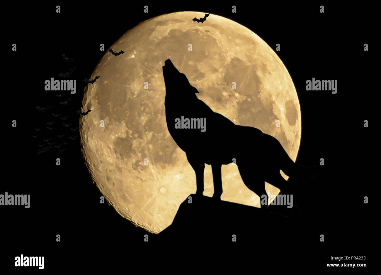 Le Loup Hurlant A La Pleine Lune Banque D Images Photo Stock