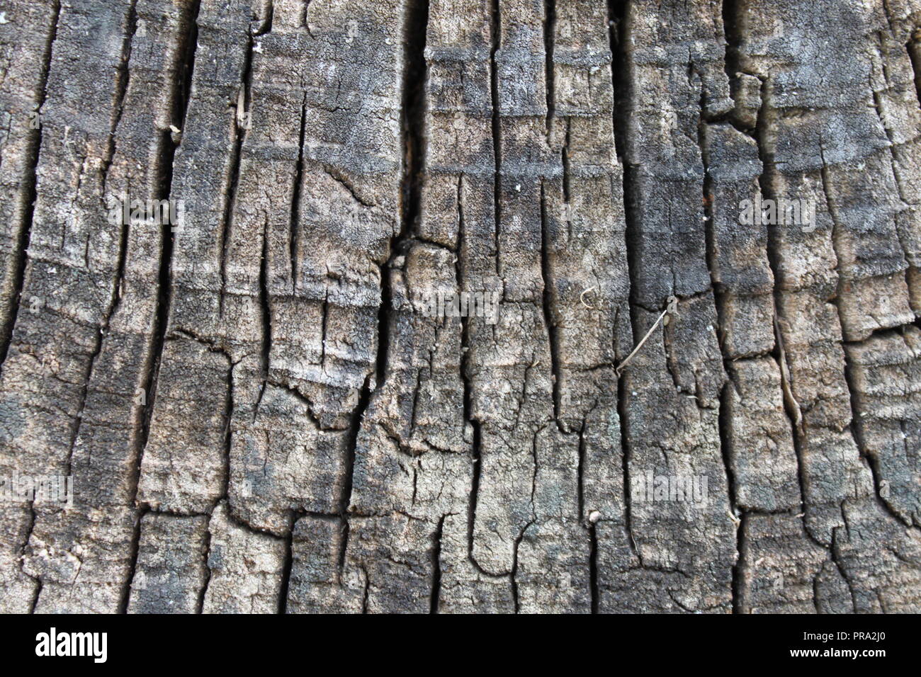 Les cernes des arbres cariés Banque D'Images