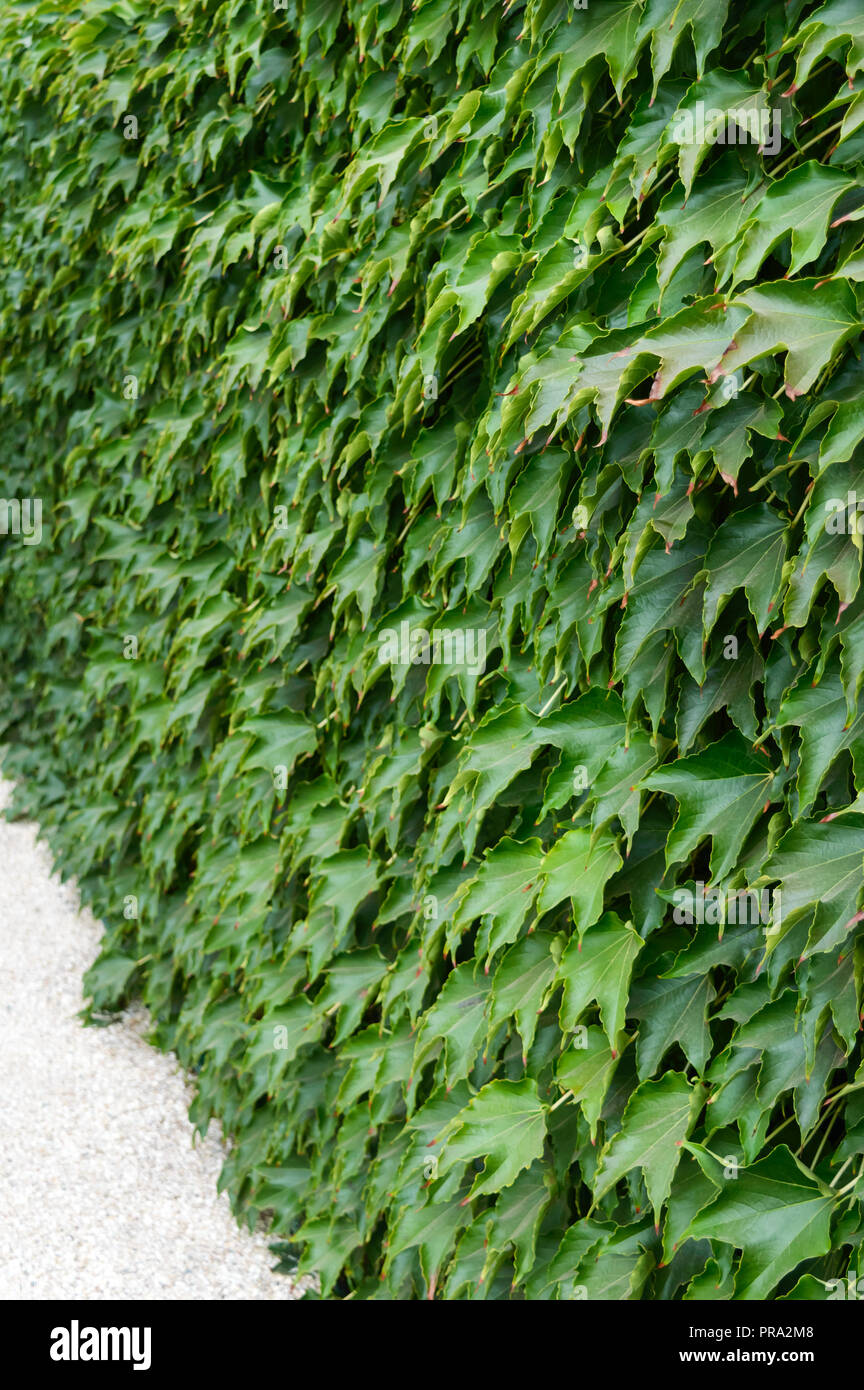 Couverture. 'Boston ivy', 'raisins sauvages' sur une clôture en béton. Frisée verte bush comme arrière-plan. Banque D'Images