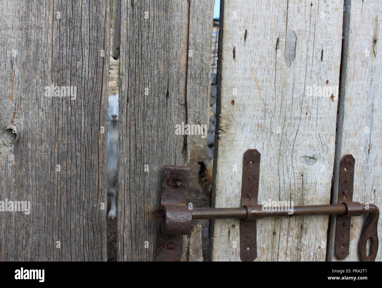 Derrière la porte en bois de chèvre Banque D'Images