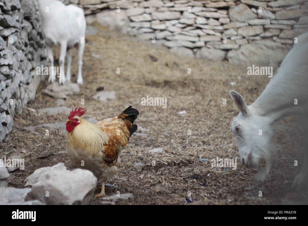 Les chèvres à la ferme et coquelet Banque D'Images