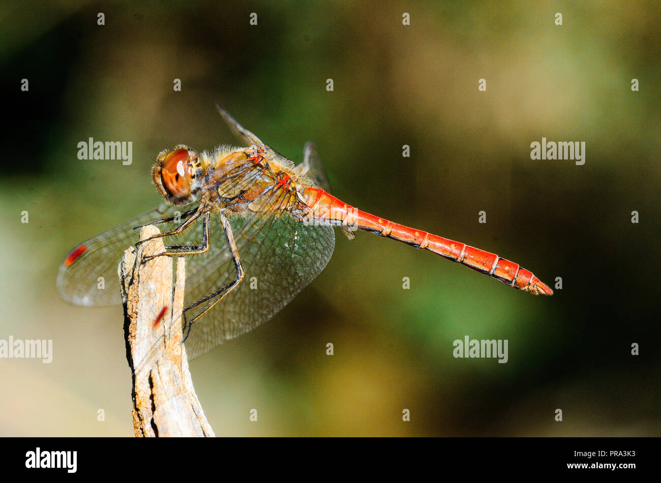 Photographie libellule, noir jaune vert bleu et rouge libellule, Close up fond clair et plantes bokeh Banque D'Images