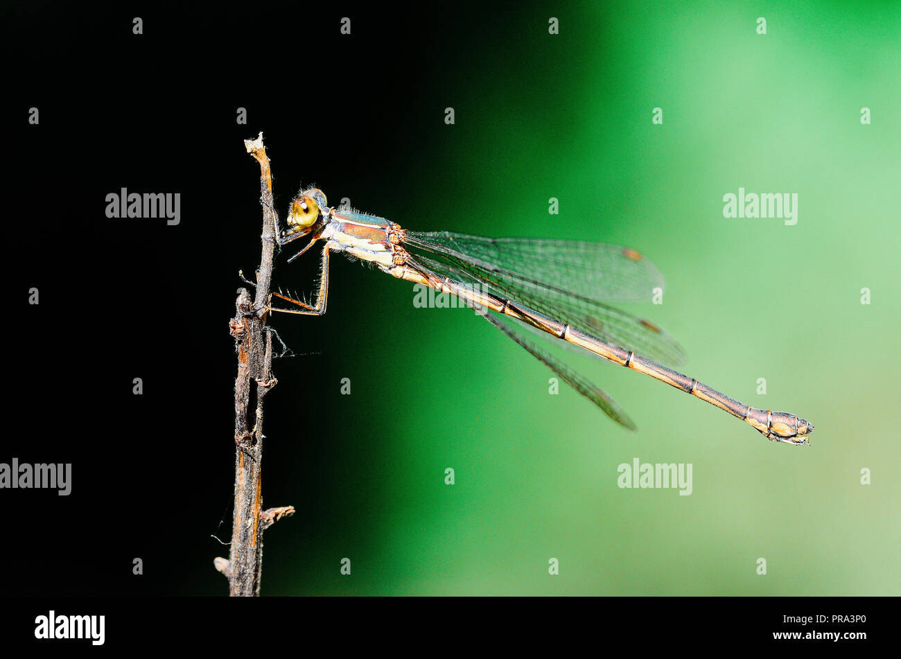 Photographie libellule, noir jaune vert bleu et rouge libellule, Close up fond clair et plantes bokeh Banque D'Images