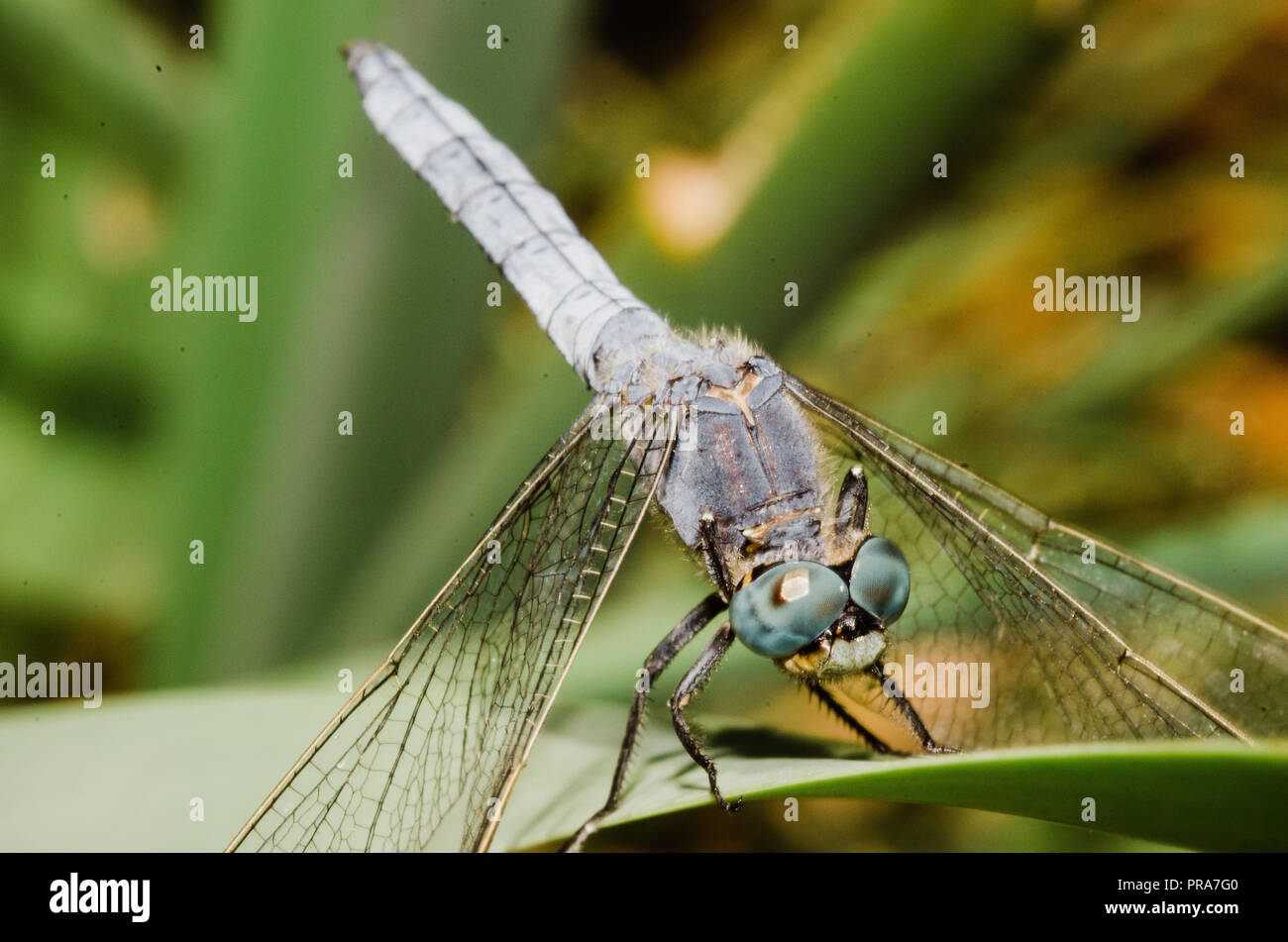 Photographie libellule, noir jaune vert bleu et rouge libellule, Close up fond clair et plantes bokeh Banque D'Images
