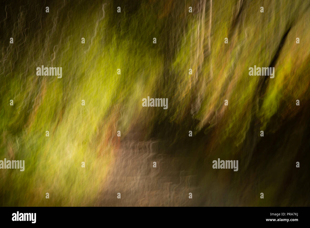 Abstract ICM - lumière du soleil à travers les arbres sur une voie de pays Dartmoor Banque D'Images