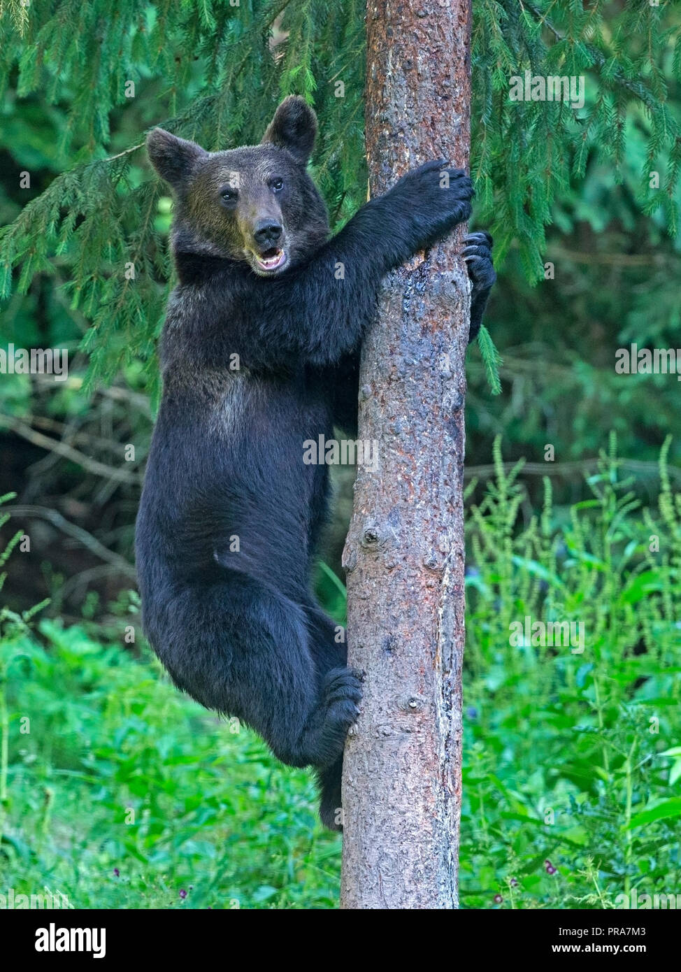 Ours brun européen climbing tree Banque D'Images