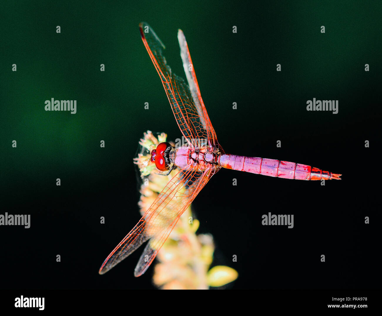 Photographie libellule, noir jaune vert bleu et rouge libellule, Close up fond clair et plantes bokeh Banque D'Images