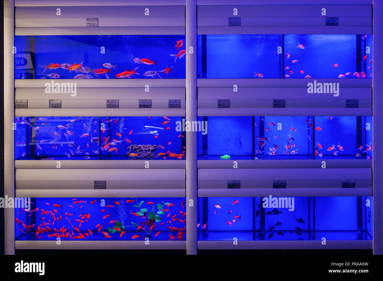 Réservoir d'aquarium avec des poissons rouges dans un magasin pour animaux de compagnie Banque D'Images