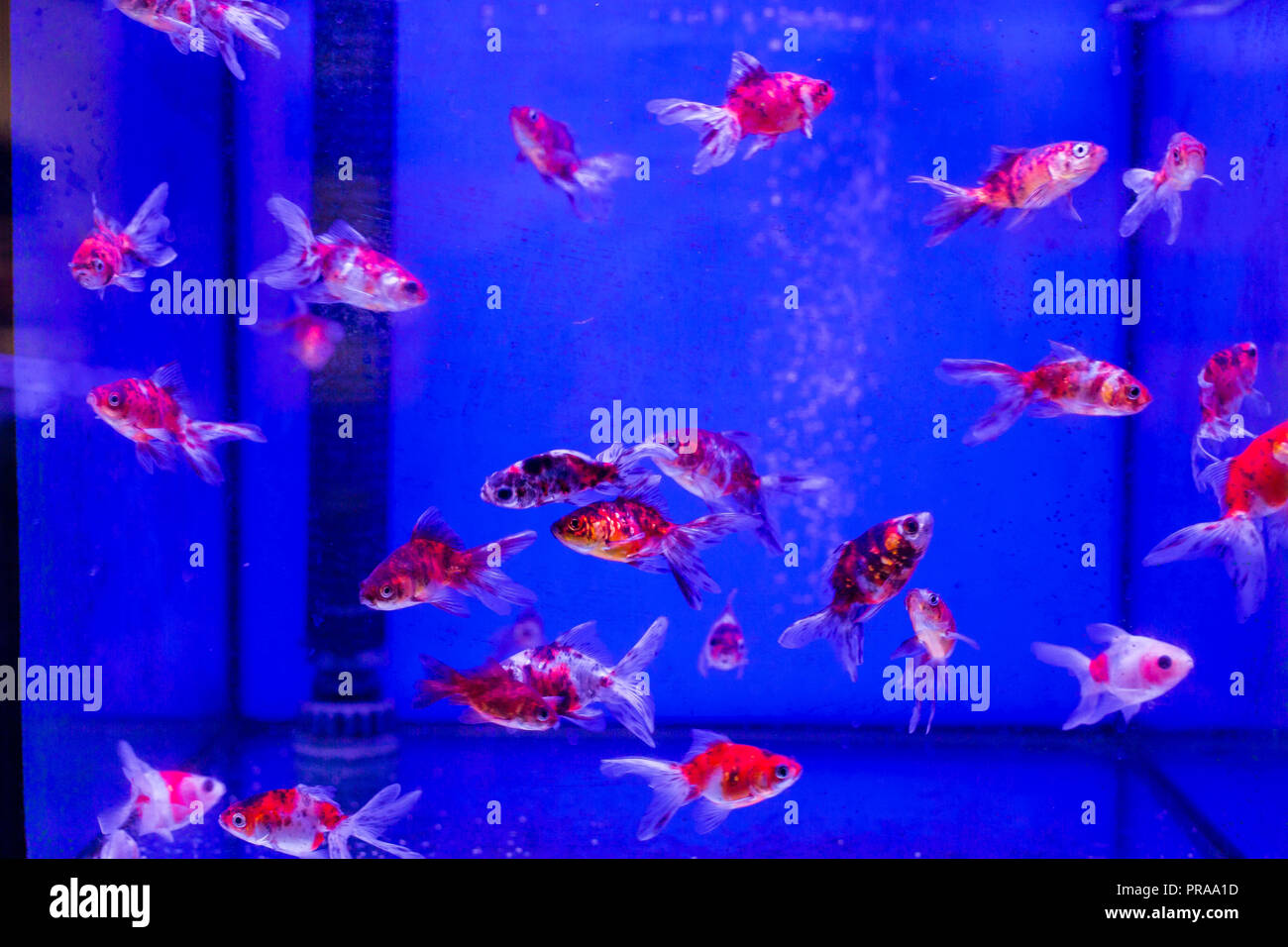 Avec réservoir d'aquarium de poissons rouges Fantail Calico dans un magasin pour animaux de compagnie Banque D'Images