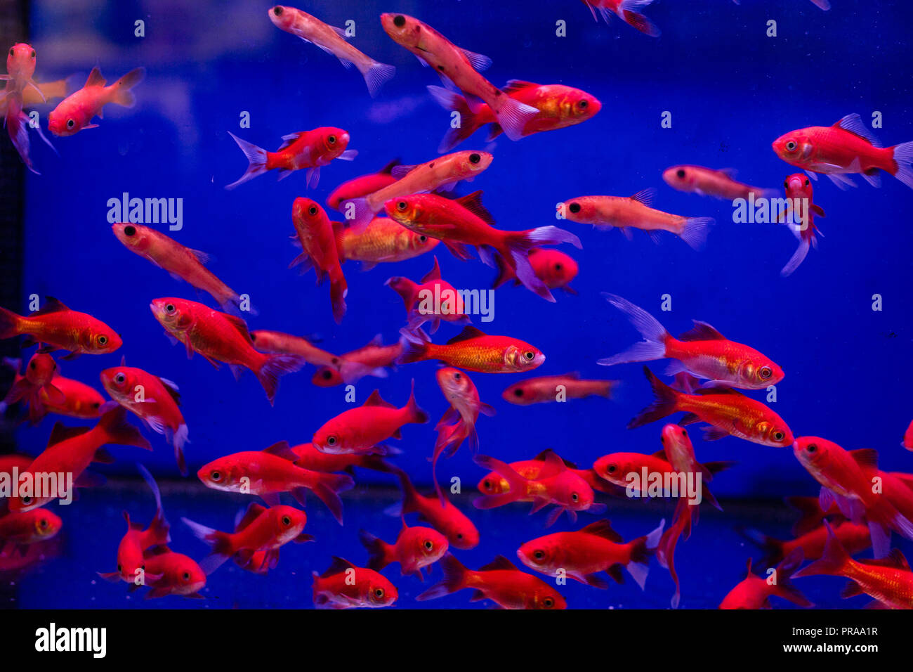 Réservoir d'Aquarium avec Comet poissons rouges dans un magasin pour animaux de compagnie Banque D'Images