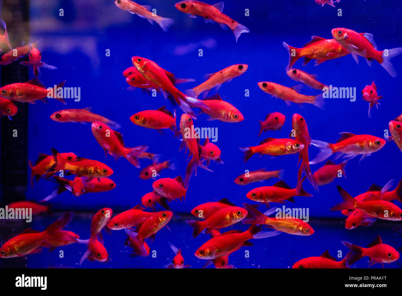 Réservoir d'Aquarium avec Comet poissons rouges dans un magasin pour animaux de compagnie Banque D'Images
