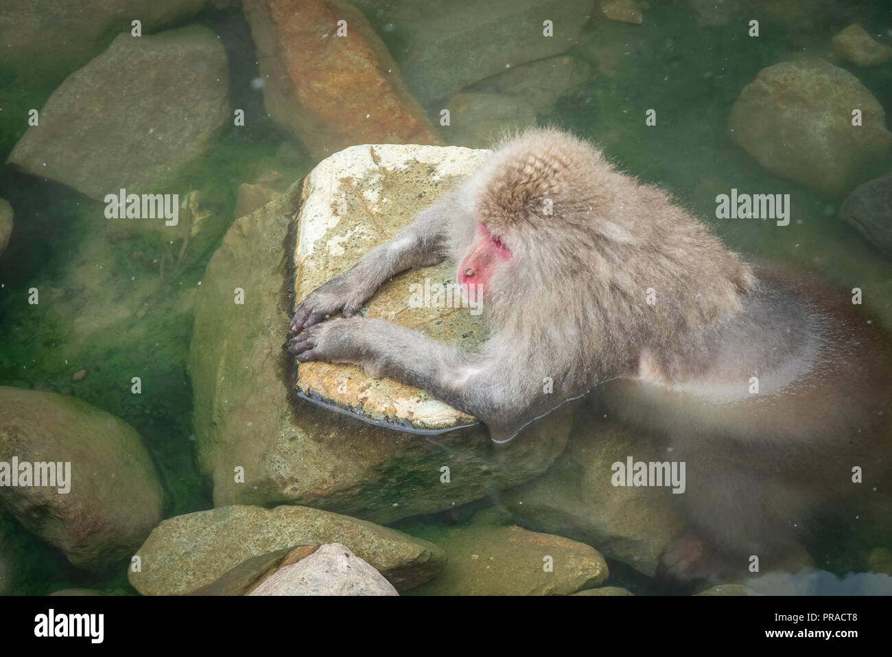 Un singe de la neige au chaud dans les sources chaudes. Banque D'Images