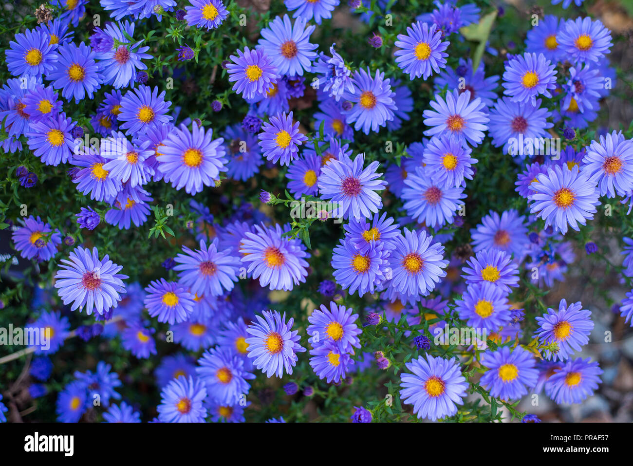 De nombreux violet fleurs d'automne sur une image Banque D'Images