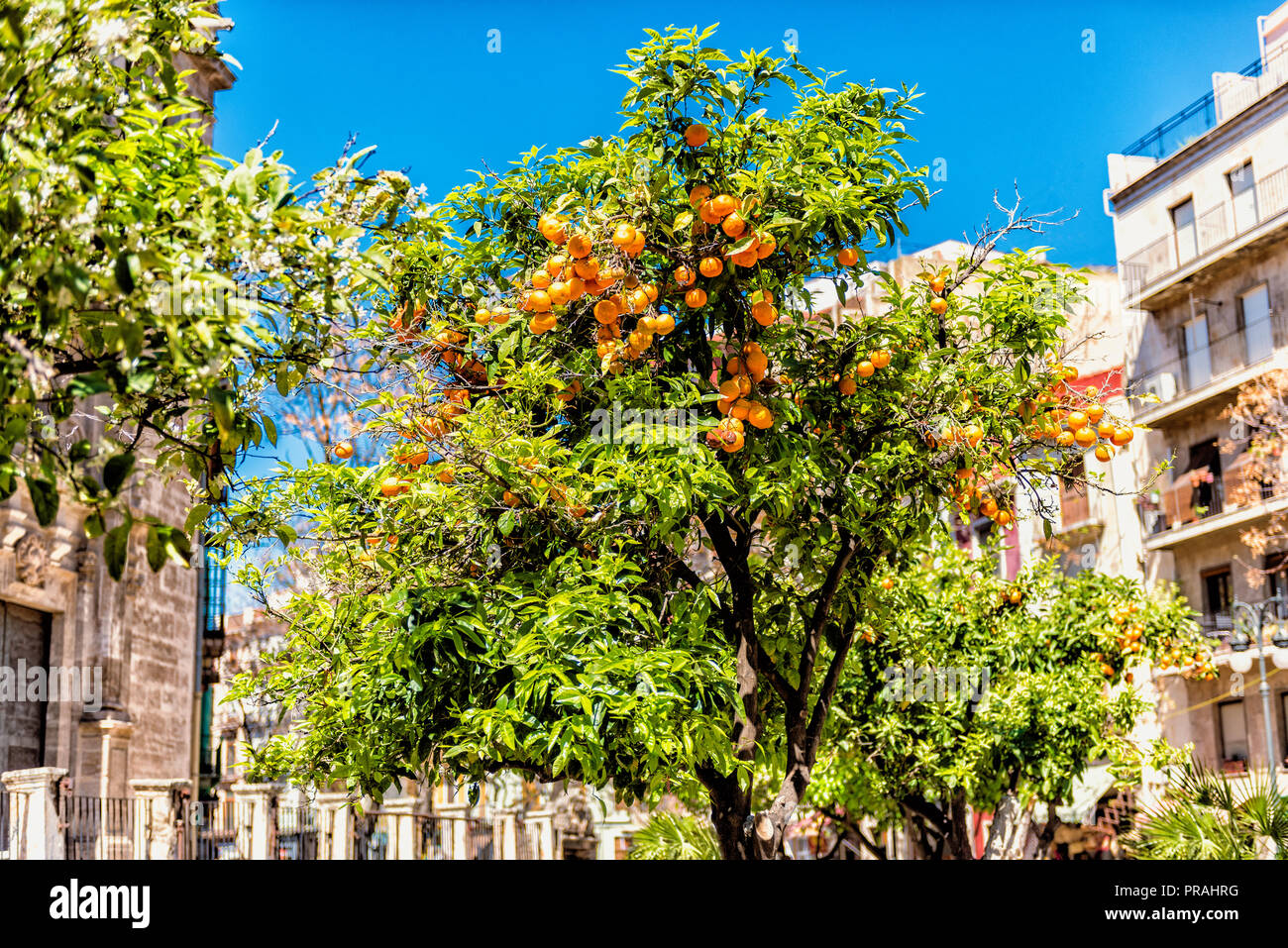 Arbre Orange sur place de la ville de Valence Espagne Banque D'Images