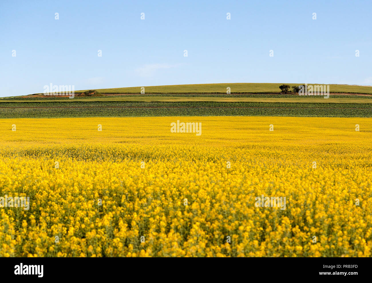 (181001) -- Nouvelle Galles du Sud, le 1er octobre 2018 (Xinhua) -- photos prises le mise. 30, 2018 montre la vue d'un champ de canola en Cowra Town, New South Wales, Australie. (Xinhua/Bai Xuefei)(HR) Banque D'Images