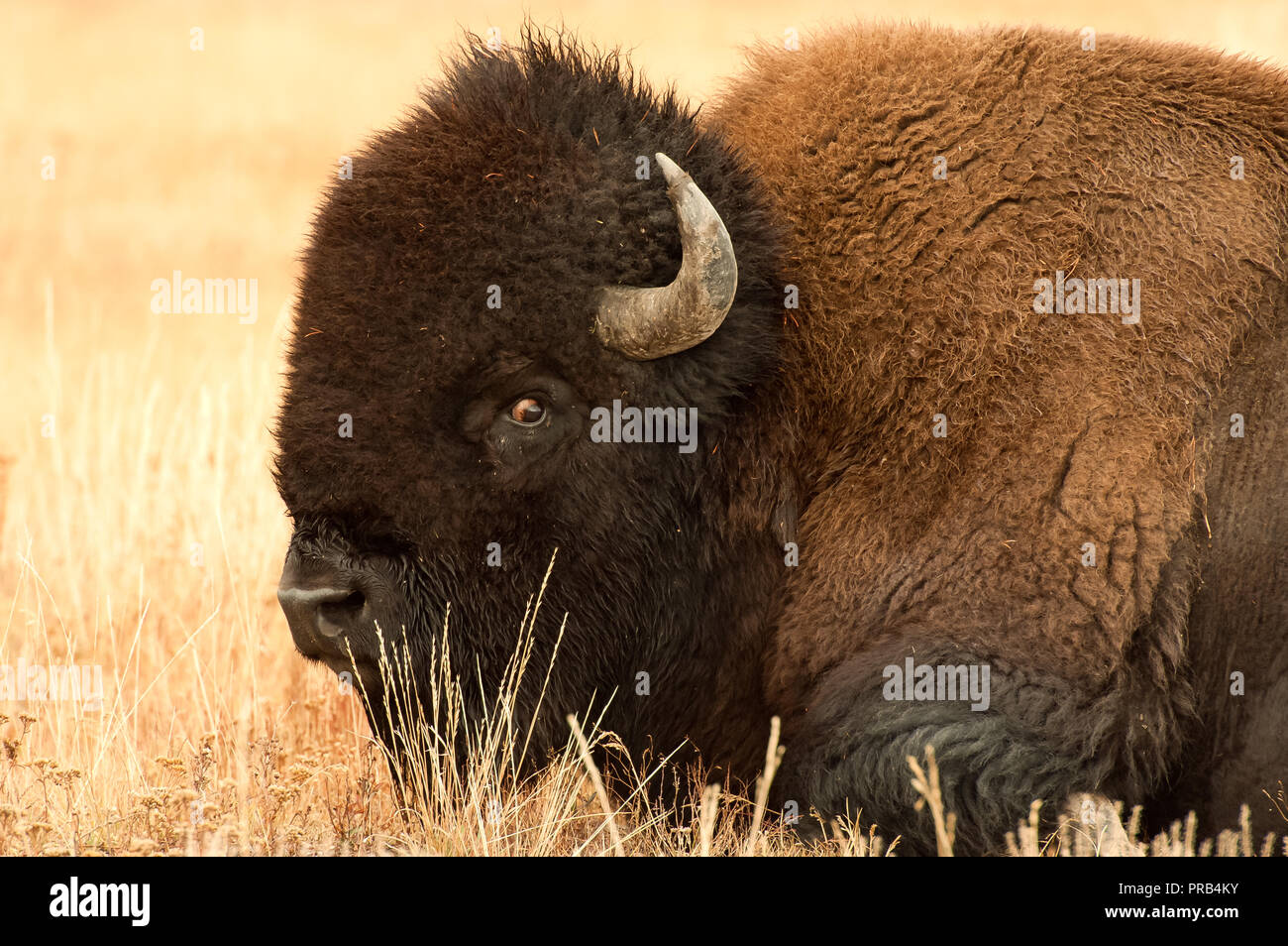 Portrait d'un Bison d'Amérique, se reposant dans les environs de Old Faithful Geyser Banque D'Images