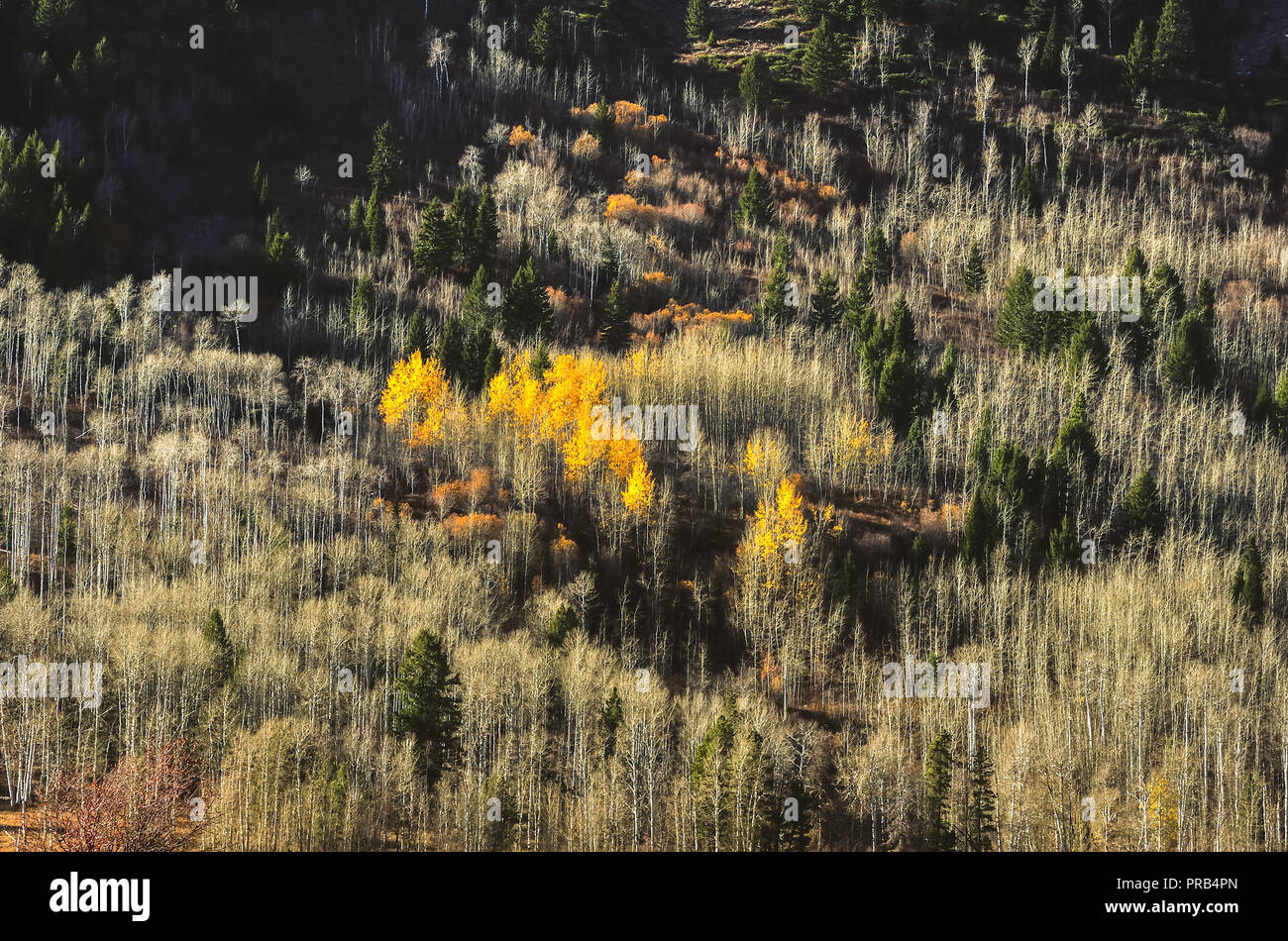 Stand de trembles juste au nord de Teton Village Banque D'Images