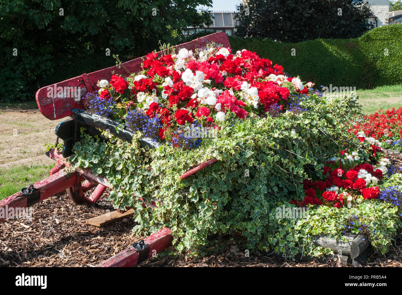 Fleurs en bordure de bégonias rouges et blancs avec Ivy dans farmcart vieux. Situé sur la route de Stalmine village près de Blackpool Lancashire England UK. Banque D'Images
