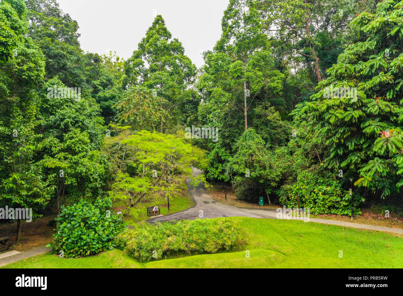 Scène de verdure luxuriante au parc naturel Bukit Batok, une infrastructure appropriée avec trottoir et sièges pour les utilisateurs de se reposer et se détendre à l'extérieur. Singapour. Banque D'Images