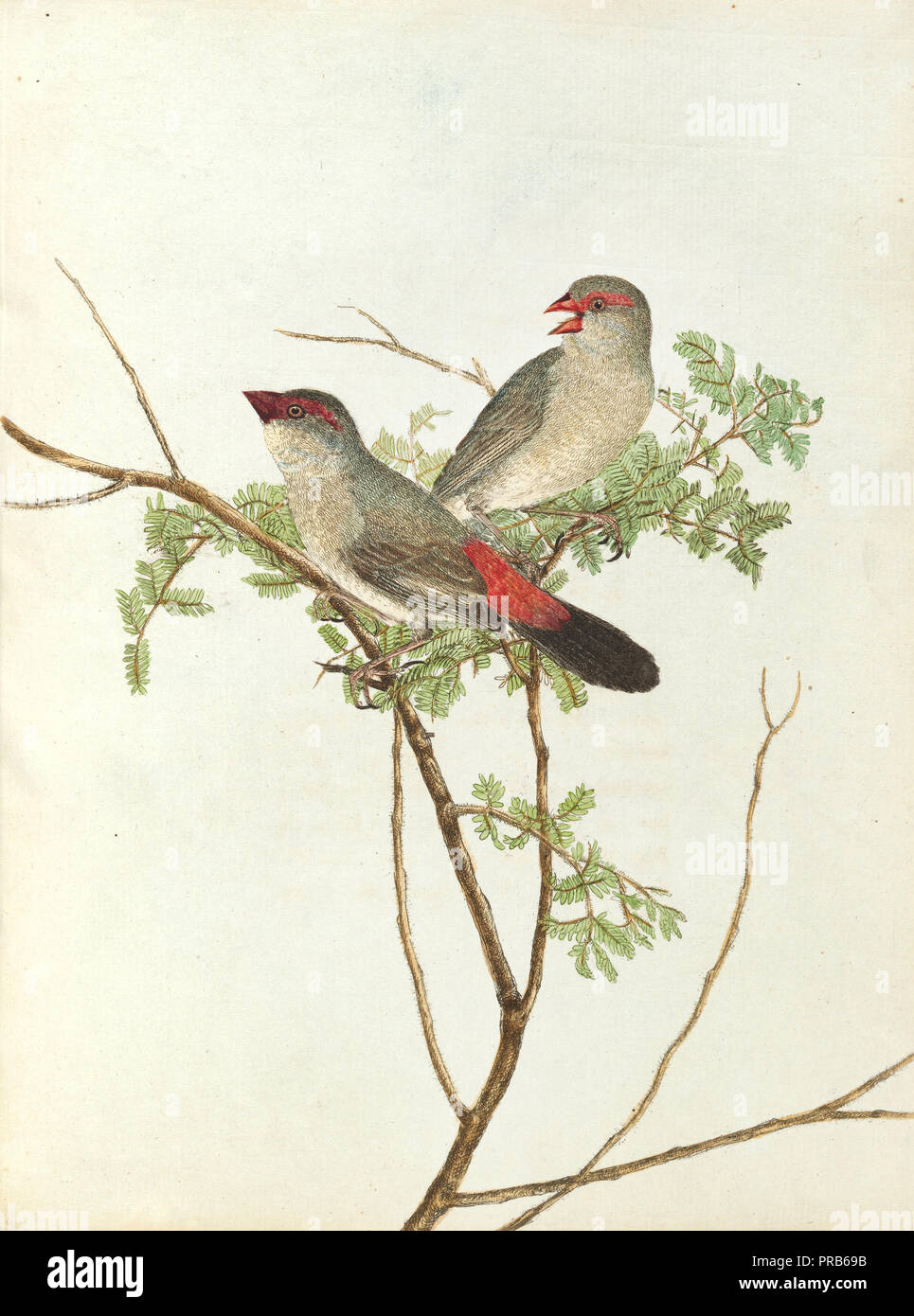 John Lewin, Commun Grossbeak, 1805 Print, National Gallery of Australia, Canberra, Australie. Banque D'Images