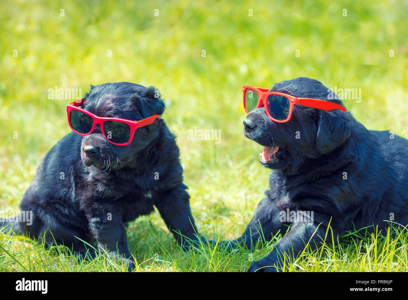 Deux drôles labrador retriever puppies portant des lunettes de soleil assis sur l'herbe Banque D'Images