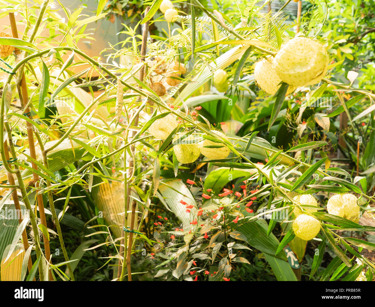 Conservatoire des serres tropicales dans le Jardin botanique de l'Université d'Aarhus, Danemark. La conception durable, de nouveaux matériaux et d'ordinateur Banque D'Images