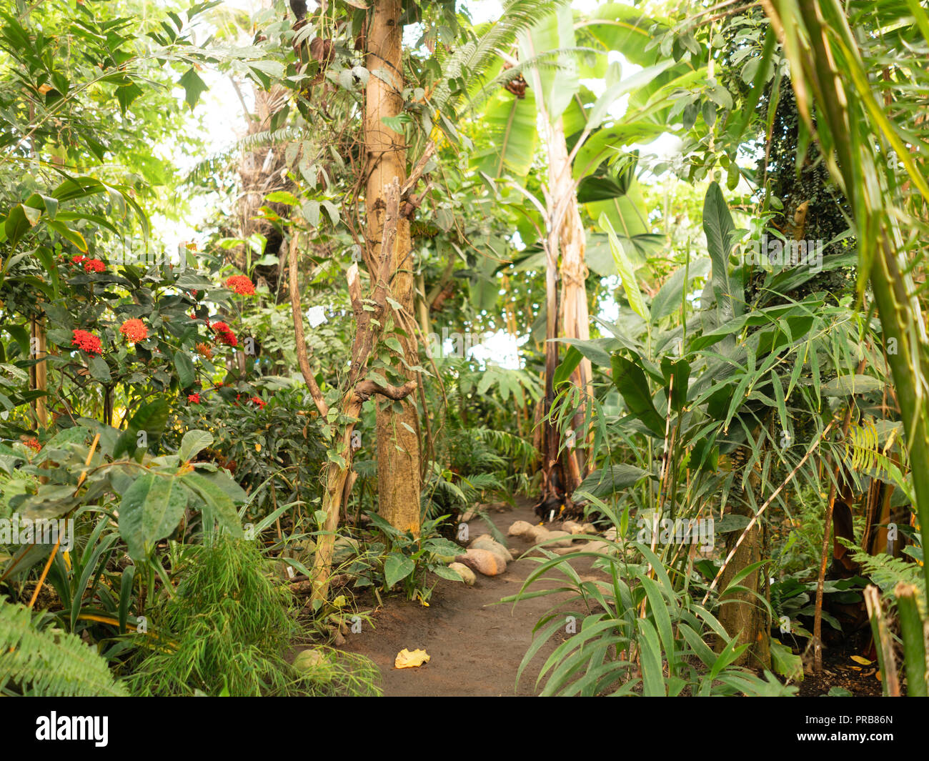 Conservatoire des serres tropicales dans le Jardin botanique de l'Université d'Aarhus, Danemark. La conception durable, de nouveaux matériaux et d'ordinateur Banque D'Images