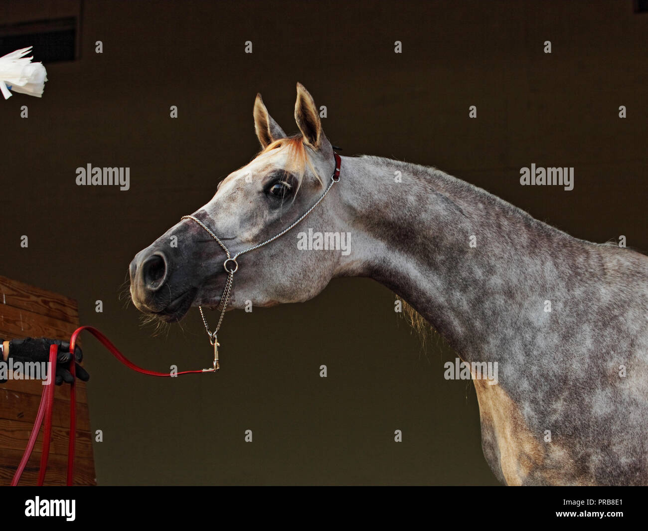 Cheval Arabe pur-sang, portrait d'une jument grise avec bride bijoux en fond sombre Banque D'Images