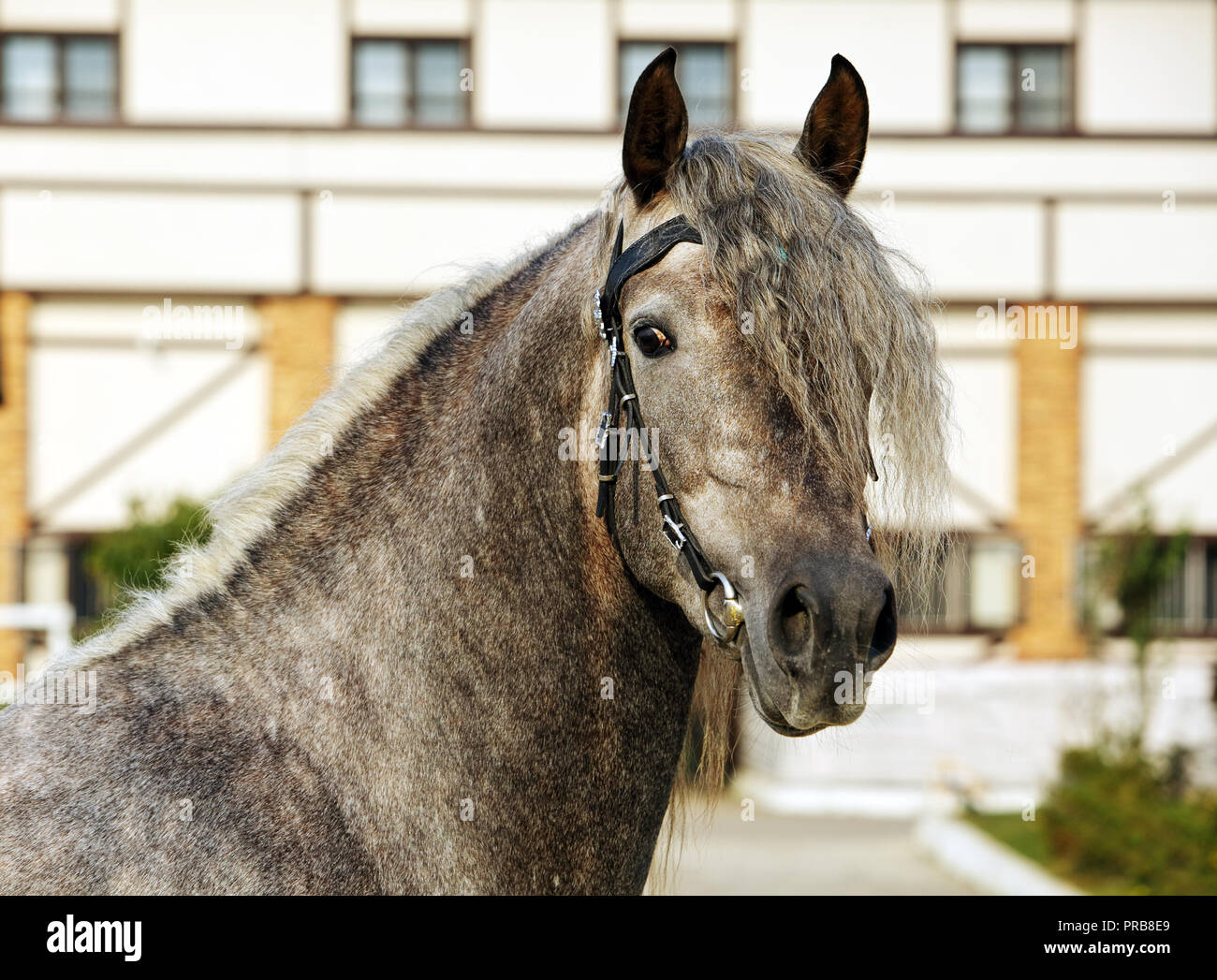 Cheval gris pommelé Banque de photographies et d’images à haute résolution Page 2 Alamy