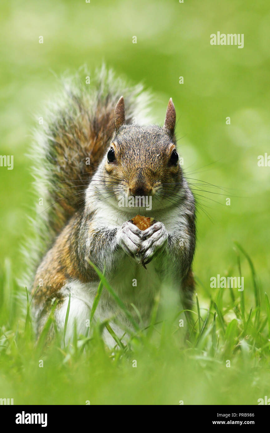 Curieux mignon écureuil gris de l'écrou de l'alimentation sur la pelouse ( Sciurus carolinensis ) Banque D'Images