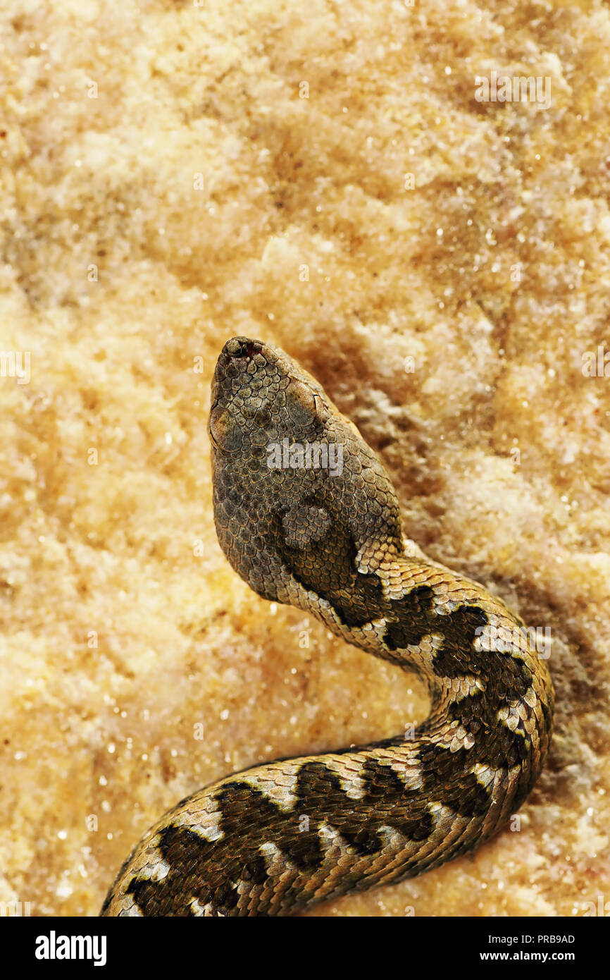 Détail de Vipera ammodytes dans habitat naturel ( vipère à cornes nez ) Banque D'Images
