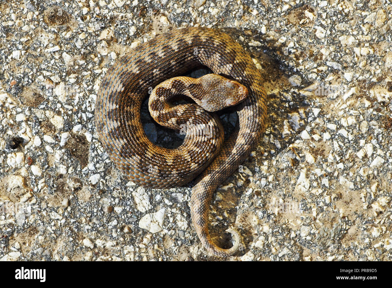Vipera ammodytes montandoni juvénile, la vipère à cornes du nez Banque D'Images