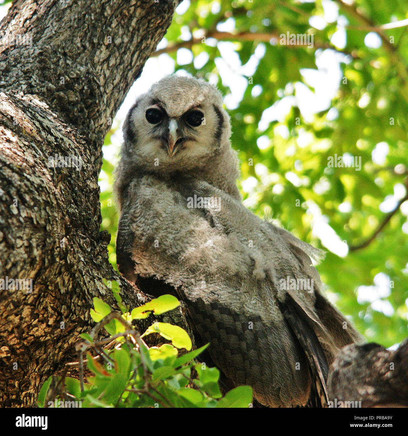 Giant Eagle Owl (d'oiseaux immatures) Banque D'Images