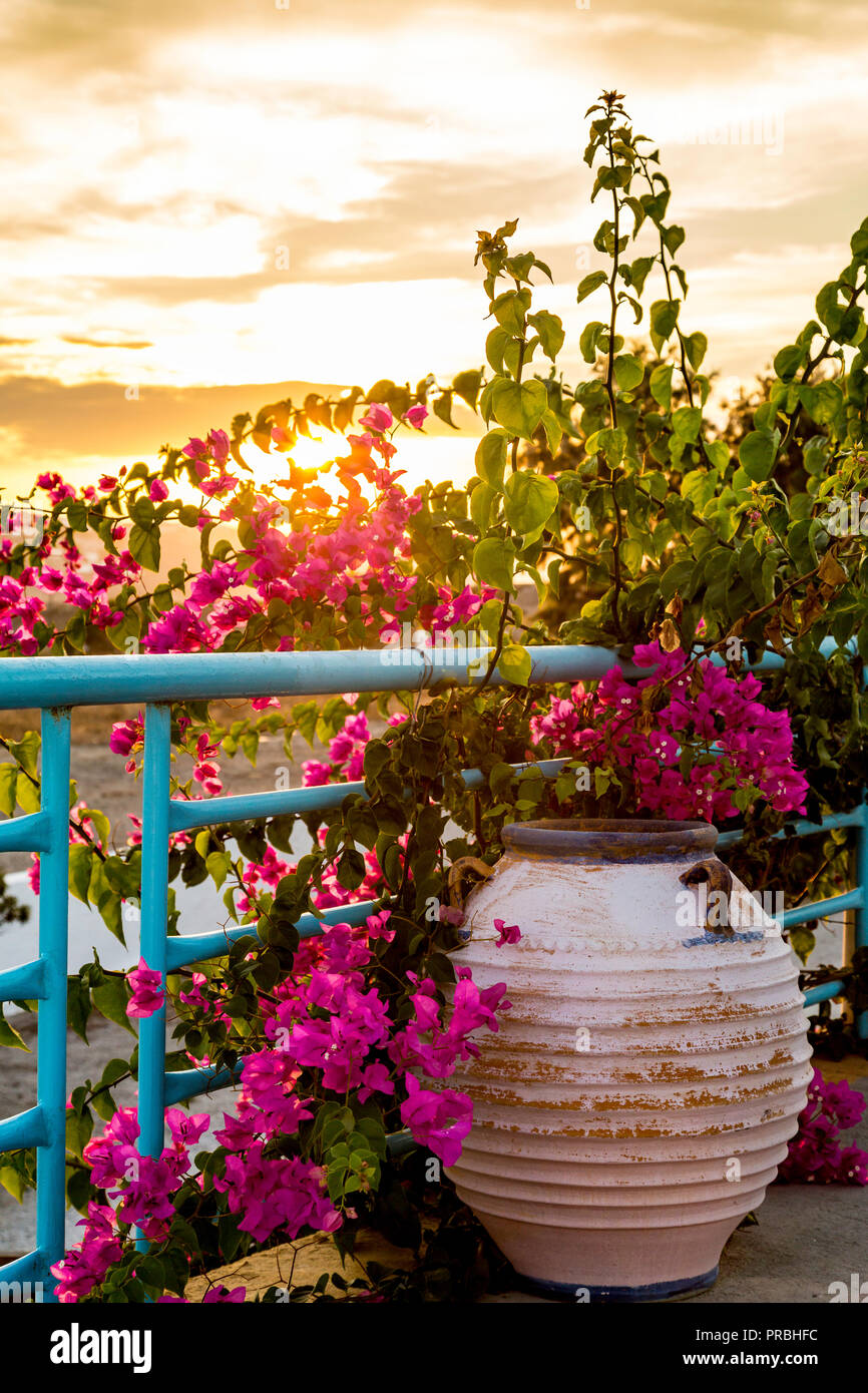 Fleurs dans un beau coucher de soleil de Santorin Banque D'Images