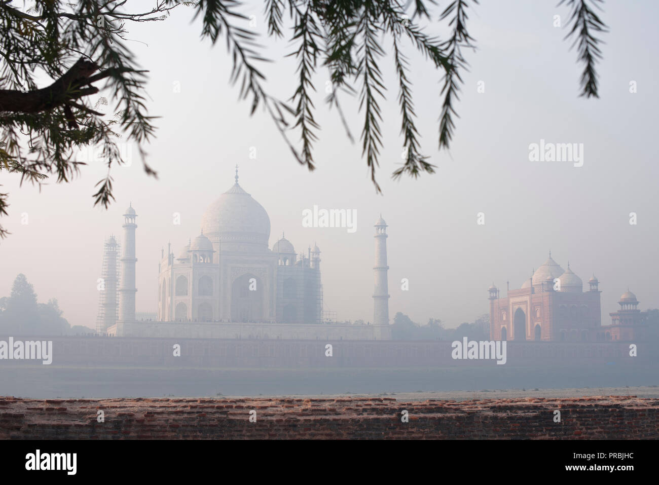 Le majestueux Taj Mahal, merveille du monde et la fierté de l'Inde en hiver doux matin lumière chaude et encadré par des branches d'arbre à Mehtab Baug partout il Banque D'Images