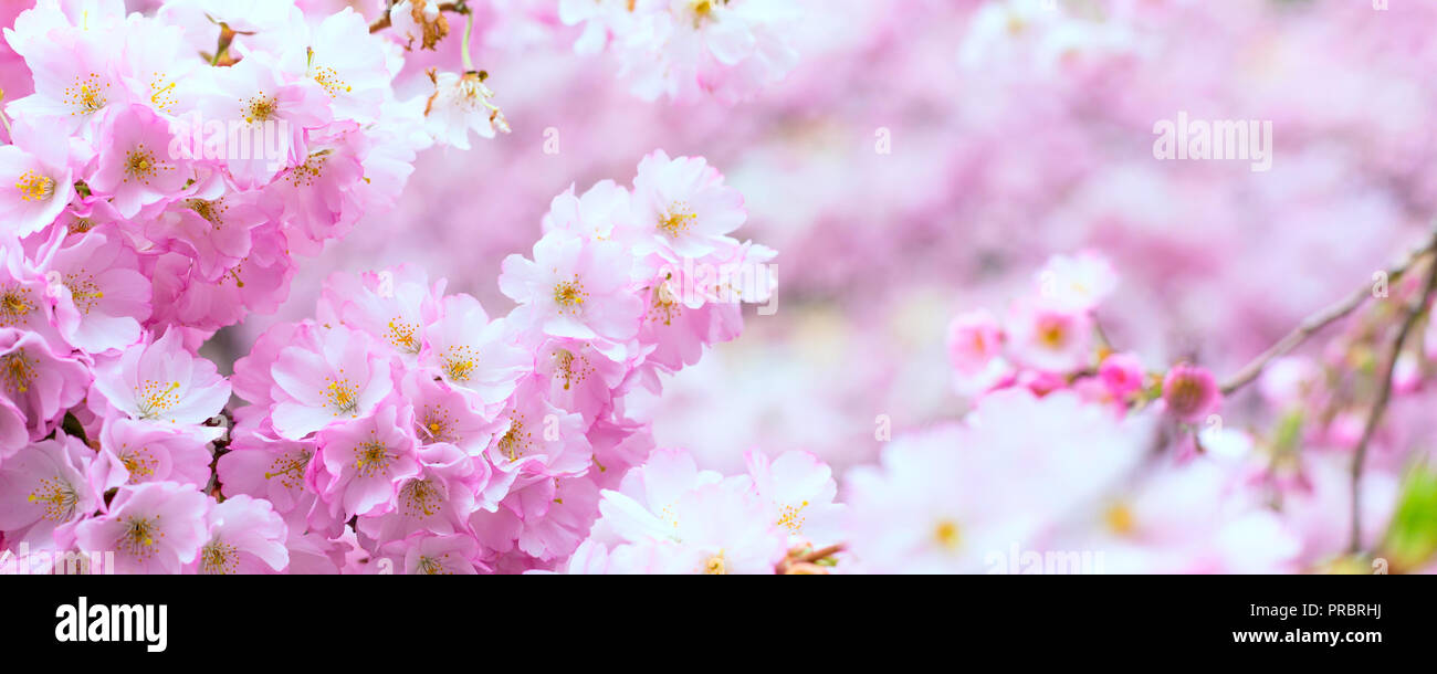 Panorama Avec Belle Fleur Rose Fleur De Cerisier Sakura