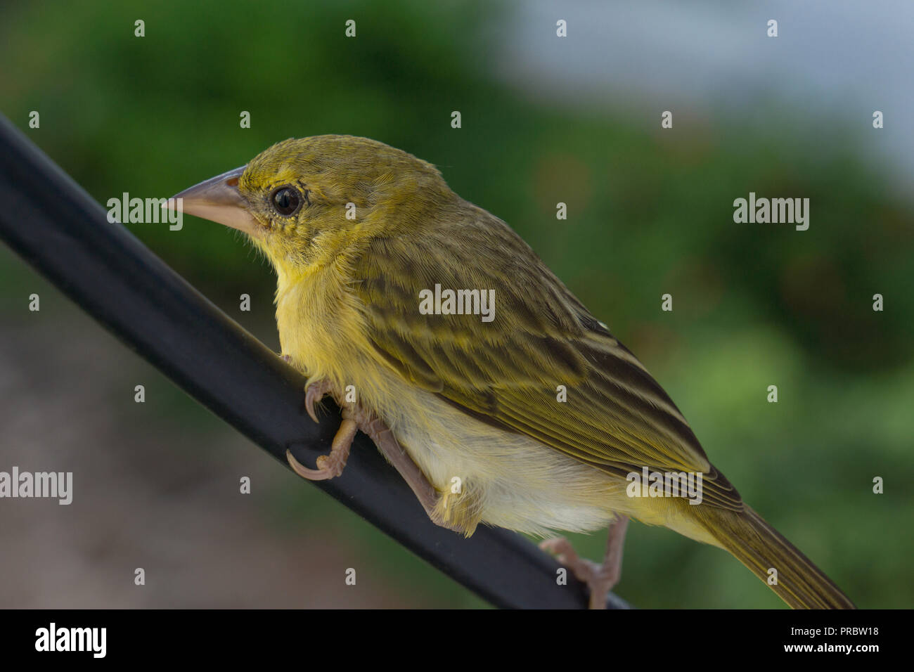 Willow Warbler (Phylloscopus trochilus) sur un fil à Unguja, à Zanzibar, Afrique de l'Est Banque D'Images