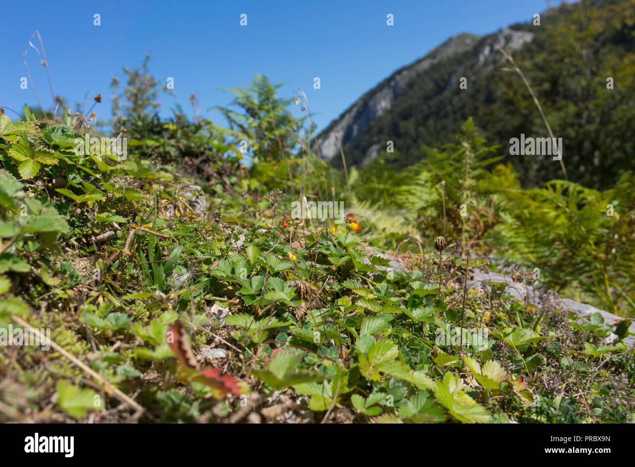 Fraisiers sauvages dans leur cadre naturel, élevé dans les montagnes du Parc National Picos de Europa, l'Espagne Banque D'Images