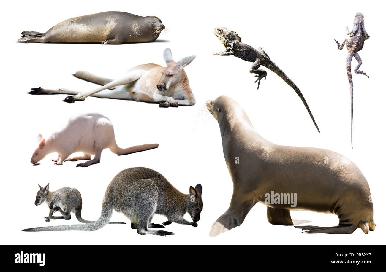 Ensemble de divers animaux sauvages isolés, y compris les oiseaux, mammifères, reptiles de l'Australie Banque D'Images