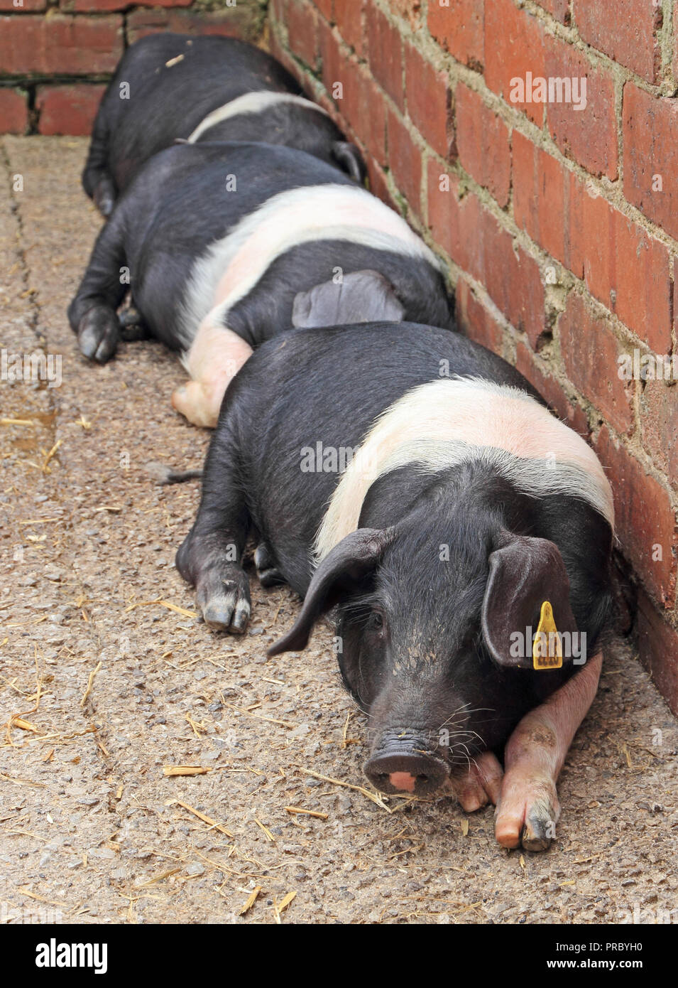 Les porcs Saddleback Banque D'Images