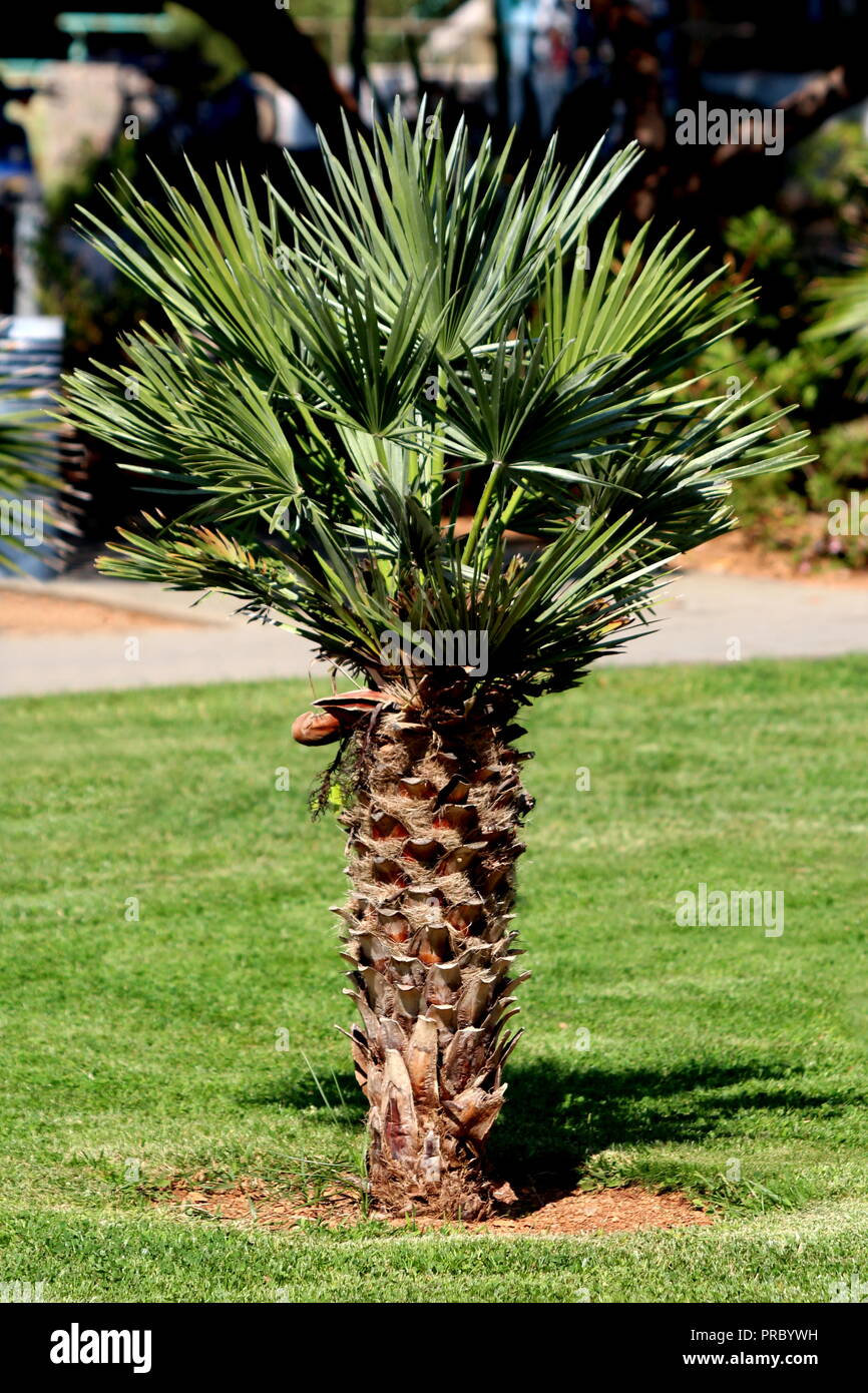 Seul Petit Palmier Arecaceae Ou Plantes Dans Le Parc Local Entoure D Herbe Verte Fraichement Coupee Sur Chaude Journee Ensoleillee Photo Stock Alamy