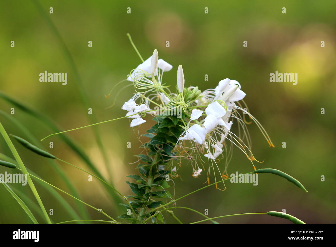 Cleome hassleriana araignée fleur ou plante araignée ou grands-pères ou de plantes à fleurs en croissance annuelle moustaches avec palmately feuilles composées Banque D'Images